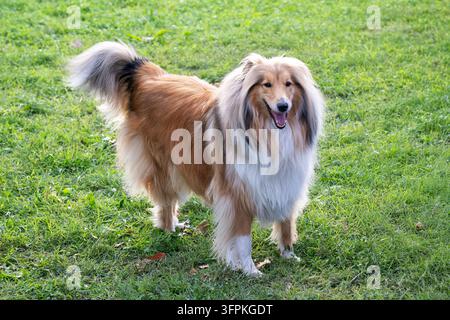 Cane Rough collie in piedi all'aperto su erba verde, che guarda l'obiettivo Foto Stock