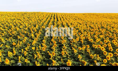 Ampo campo di girasoli sotto un cielo luminoso che mostra abbondanza e crescita agricola durante la stagione estiva Foto Stock
