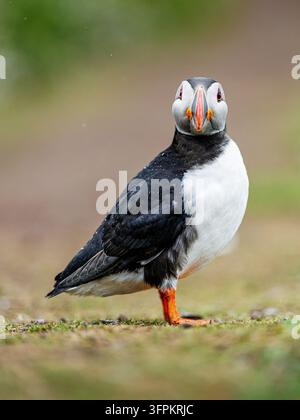 Pappagallino Fratercula arctica, adulto che fissa la fotocamera sotto la pioggia - Isola di Skomer, Pembrokeshire, Galles, Regno Unito, maggio Foto Stock