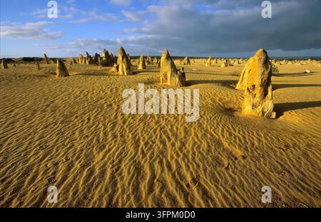 Guglie di calcare eroso si ergono dalla sabbia gialla increspata dal vento nel Parco Nazionale di Nambung sotto nuvole di tempesta in una luce dorata bassa Foto Stock