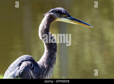 Un Airone cinerino (Ardea herodias) Foto Stock
