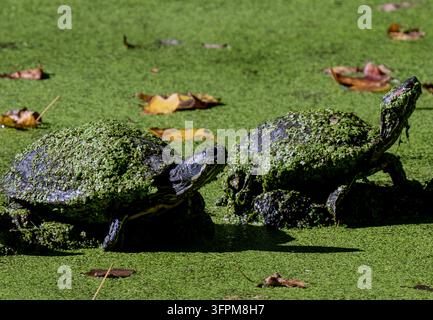 Una tartaruga d'acqua dolce, probabilmente una tartaruga dalla testa rossa (Trachemys scripta elegans), parzialmente coperta da uno spesso strato di lenticchie d'acqua verde brillante (Lemna) sul suo Foto Stock