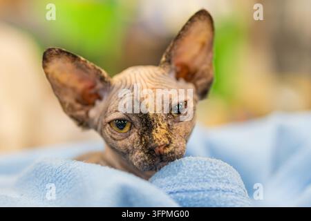 Gatto Sphynx senza peli sdraiato su una coperta blu, mostra caratteristiche uniche della razza, luce naturale calda, texture morbida, ambiente accogliente Foto Stock