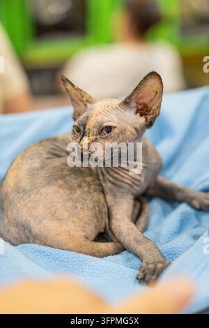 Gatto Sphynx sdraiato su una coperta blu, espressione contemplativa, pelle liscia e rugosa, occhi gialli accattivanti, sfondo sfocato in toni verdi e neutri, in Foto Stock