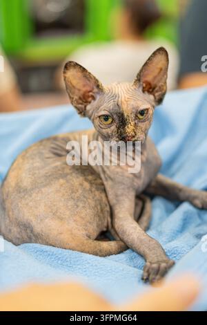Gatto Sphynx sdraiato su una coperta blu, texture della pelle liscia, grandi orecchie appuntite, occhi verdi, ambiente interno accogliente, illuminazione soffusa, tessuto blu chiaro, an beige Foto Stock