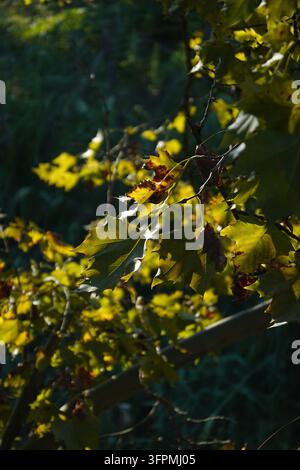 La luce autunnale filtra attraverso le foglie di platano, creando risalti ad alto contrasto e ombre profonde. Uno studio sulla transizione stagionale, la resilienza della natura Foto Stock