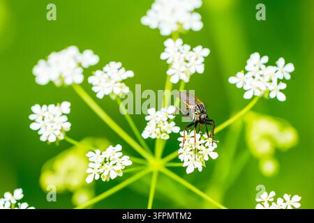 Mosca predatrice su un fiore bianco. Primo piano dell'insetto. Asilidae. Foto Stock