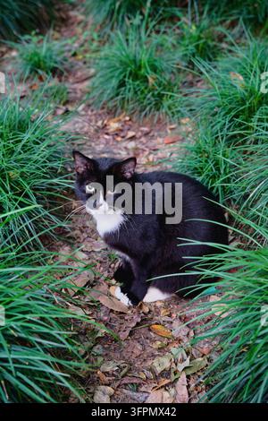 NANJING, Cina - 2026/10/08: Un gatto bianco e nero seduto nell'erba. Nanjing, Jiangsu, Cina. Foto Stock