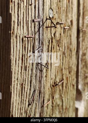 Un macroscopia dettagliata che cattura vecchie graffette e chiodi metallici arrugginiti che sporgono da una tavola di legno pesantemente consumata, evidenziando la superficie ruvida e segnata Foto Stock