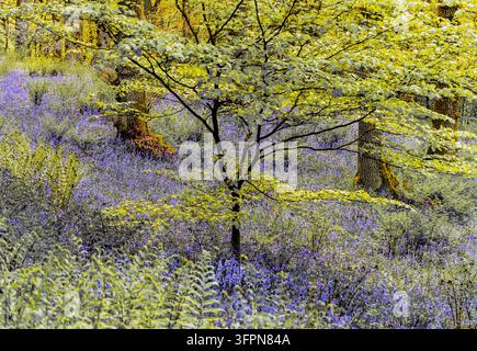 Fondo boschivo illuminato dal sole ricoperto da una fitta moquette di campanule blu e fiori selvatici sotto una fresca chioma verde, creando una tranquilla scena boschiva primaverile piena di colori Foto Stock