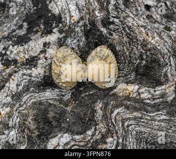 Conchiglie ingiallite unite su una superficie rocciosa vorticosata e erosa, ricoperta di cirripedi e crescita marina. Struttura costiera atmosferica che mostra erosione, motivo, cl Foto Stock