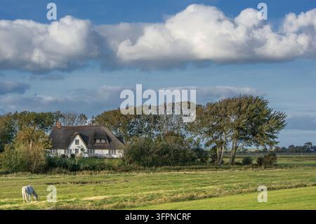 Vista dalla strada pubblica verso la fattoria tradizionale chiamata Haubarg sulla penisola di Eiderstedt vicino a Sankt Peter-Ording, Mare del Nord, Frisia Settentrionale, Schleswig-Ho Foto Stock
