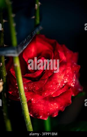 Primo piano di una rosa rossa vibrante ricoperta da delicate gocce d'acqua, con illuminazione soffusa e uno sfondo scuro sfocato che evidenzia il colore intenso Foto Stock