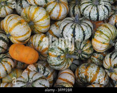 Cassa di legno piena di zucche ornamentali variegate e zucche, mercato stagionale autunnale, Germania Foto Stock