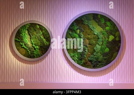 Una parete interna moderna presenta pannelli artistici circolari in muschio con una texture verde lussureggiante, illuminati da una luce viola soffusa per un'atmosfera di design eco. Foto Stock