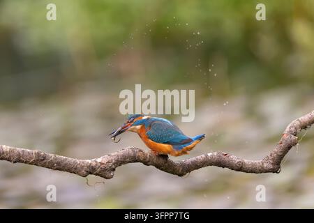Prima pianura laterale di un martin pescatore che batte un pesce contro un ramo prima di inghiottirlo, le gocce d'acqua schizzano nell'aria. Foto Stock