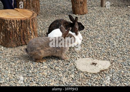Tre conigli che riposano sulla ghiaia accanto a ceppi d'albero Foto Stock