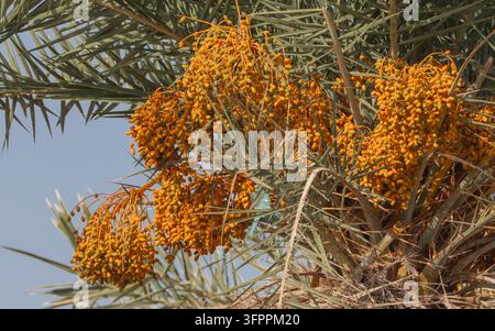 Una vista ravvicinata di grandi grappoli pesanti di datteri dorati maturi appesi a una palma da dattero (Phoenix dactylifera) contro un cielo sereno. Foto Stock