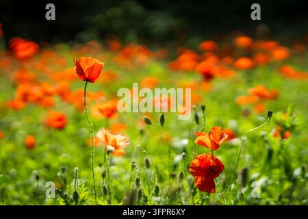 Papaver rhoeas, papavero comune o papavero dei campi, con fiori rosso scarlatto vividi che si ergono sopra una rigogliosa prato verde estivo, catturato in luce calda. Foto Stock