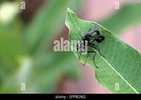 Coppia in accoppiamento di grandi vespe nere che riposa su una foglia di latte selvatico verde in estate. Foto Stock