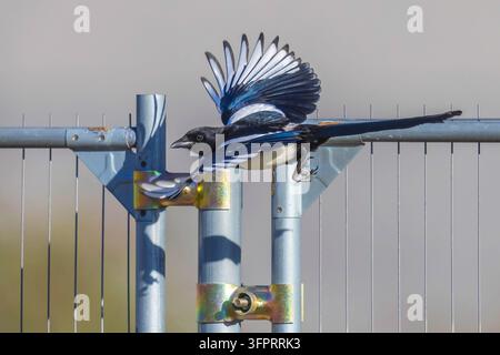 Pette europea, Pette comune (Pica pica), maschio in volo davanti a una recinzione metallica, vista laterale, Belgio, Brabante Foto Stock