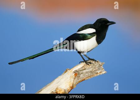 Gazza dal becco nero (Pica hudsonia) su un ramo Foto Stock