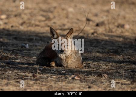 Giacalone dal dorso nero (Canis mesomelas), Mashatu, Botswana Foto Stock