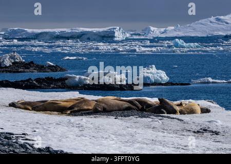 Foche elefante del sud (Mirounga leonina) a riposo su una spiaggia, Crystal Sound, Antartide Foto Stock