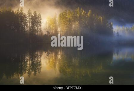 Vista del lago nebbioso di Hintersee circondato da foresta di conifere con luce dorata del mattino che si riflette sull'acqua calma a Ramsau vicino a Berchtesgaden, B Foto Stock
