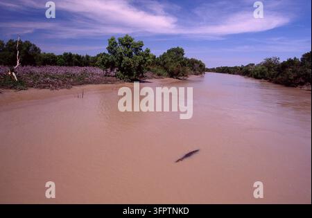 UN UNICO CROCODILO D'ACQUA SALATA (CROCODYLUS POROSUS) NUOTA NELL'ADELAIDE RIVER, NORD AUSTRALIA. Foto Stock