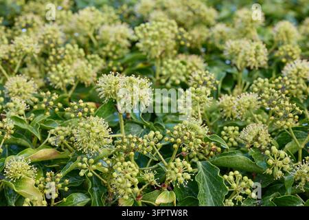 Fiori di edera verde che sbocciano in un ambiente naturale lussureggiante Foto Stock