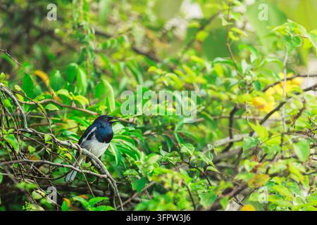 Magpie-robin orientale che canta con il becco aperto mentre è appollaiato su un ramo d'albero tra una fitta vegetazione verde. Scatto faunistico scenografico di un piccolo uccello canoro a Ts Foto Stock