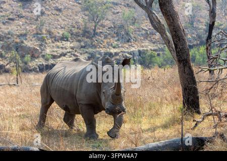 Ritratto di un rinoceronte bianco (Ceratotherium simum) Foto Stock