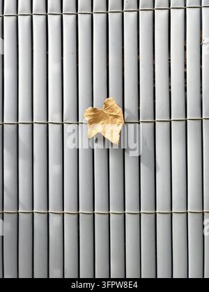 Foglia secca appoggiata su tenda in bambù bianca, mostra listelli verticali netti e ombra forte. Toni terrosi smorzati contrastano il motivo rigido con l'organico morbido Foto Stock