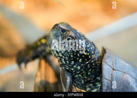 Primo piano della testa di una tartaruga. Foto Stock
