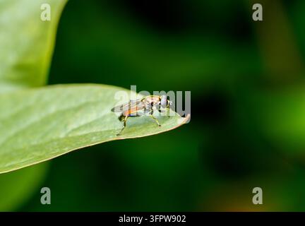 Primo piano di una mosca volante su una foglia verde nella natura. Syrphidae. Foto Stock