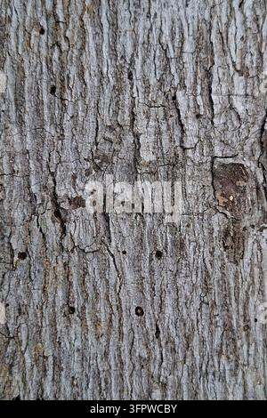 Texture verticale di corteccia d'albero ruvida con crepe naturali e piccoli buchi, sfondo dettagliato di superficie in legno rustico per design organico Foto Stock
