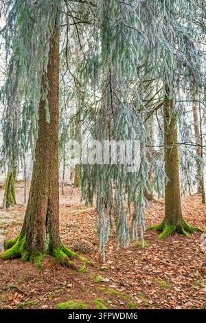 Abiti di abete con brina sui rami in un bosco Foto Stock