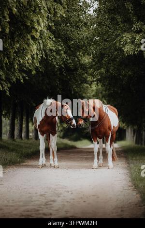 Due Paint Horses che si sfiorano sul muso in una bella strada fiancheggiata da alberi Foto Stock