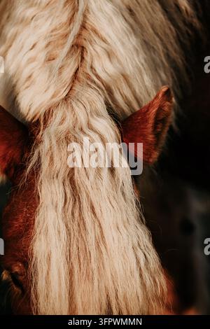 Un bellissimo primo piano della criniera bionda di un cavallo Foto Stock
