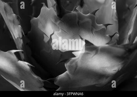 Drammatico primo piano in bianco e nero di foglie di agave spinose Foto Stock