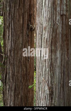 Primo piano di due grandi tronchi di alerce Foto Stock