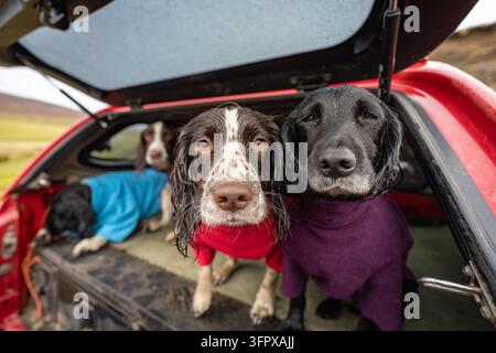 Springer Spaniel bagnati con cappotti in asciugatura nel retro di un pickup dopo una sessione di riprese al Rottal Estate, Angus Glens, Scozia Foto Stock