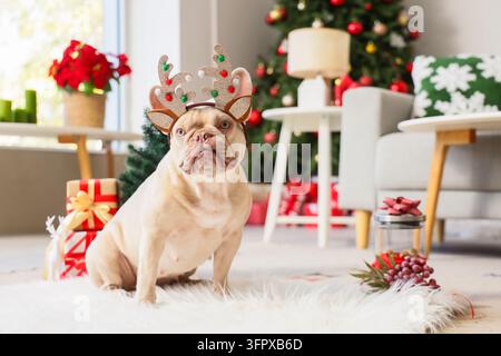 Celebrazione delle festività natalizie, bulldog francese con corna di renna seduto in un accogliente soggiorno con decorazioni festive e regali Foto Stock
