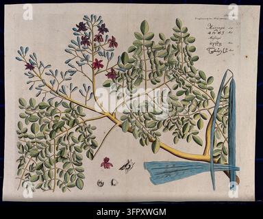 Albero di rafano (Moringa oleifera Lam.): ramo con fiori e fiore separato, baccelli e semi. Incisione a linea colorata Foto Stock