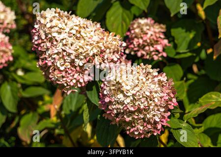 Grappoli di fiori di ortensia rosa e bianchi sbocciano su un arbusto verde rigoglioso in un giardino alla luce del giorno. La luce del sole evidenzia la trama delle petali Foto Stock
