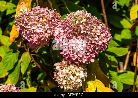 Grappoli di fiori di ortensia rosa e bianchi sbocciano su un arbusto da giardino verde con foglie autunnali che cambiano colore durante la luce diurna soleggiata. La luce solare brillante evidenzia Foto Stock