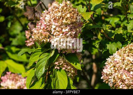 Grappoli di fiori di ortensia rosa e bianchi sbocciano accanto a foglie verdi su un arbusto da giardino durante la luminosa luce del giorno. La luce del sole illumina la d Foto Stock