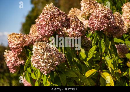 Grandi grappoli di fiori di ortensia rosa e bianchi sbocciano su un arbusto verde vivace in un parco autunnale durante la luce intensa del giorno. La luce del sole mette in evidenza la te Foto Stock