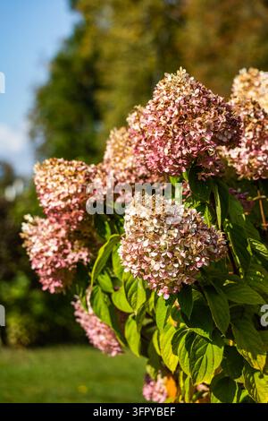 Grappoli di fiori di ortensia rosa e bianchi sbocciano su un arbusto verde vibrante in un parco all'aperto durante la luce solare autunnale. La luce soffusa illumina Foto Stock